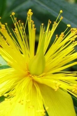 Blue Velvet St. Johns Wort (Hypericum Kalmianum) - 3 Gallon Pot -Garden Outdoor Plant Store hypericum lamianum blue velvet st johns wort 2