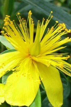 Blue Velvet St. Johns Wort (Hypericum Kalmianum) - 3 Gallon Pot -Garden Outdoor Plant Store hypericum lamianum blue velvet st johns wort 3