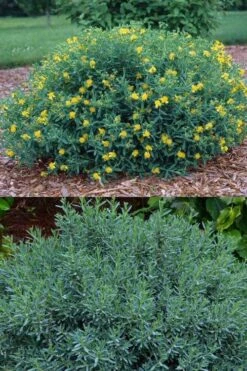 Blue Velvet St. Johns Wort (Hypericum Kalmianum) - 3 Gallon Pot -Garden Outdoor Plant Store hypericum lamianum blue velvet st johns wort 5