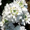 Snow Cone Candytuft (Iberis Sempervirens) - 5 Pack Of Quart Pots 1 Snow Cone Candytuft (Iberis Sempervirens) - 5 Pack Of Quart Pots -Garden Outdoor Plant Store iberis sempervirens snow cone candytuft 3