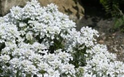 Snow Cone Candytuft (Iberis Sempervirens) - 5 Pack Of Quart Pots -Garden Outdoor Plant Store iberis sempervirens snow cone candytuft 4