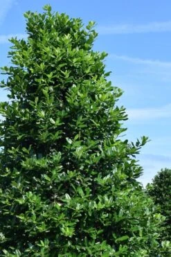 Nellie R. Stevens Holly - 7 Gallon Pot (5-6') 13 Nellie R. Stevens Holly - 7 Gallon Pot (5-6') -Garden Outdoor Plant Store ilex nellie r stephens holly tree 1