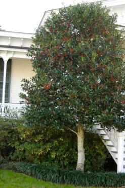 Nellie R. Stevens Holly - 1 Gallon Pot 14 Nellie R. Stevens Holly - 1 Gallon Pot -Garden Outdoor Plant Store ilex nellie r stevens holly tree berries tree 12 1