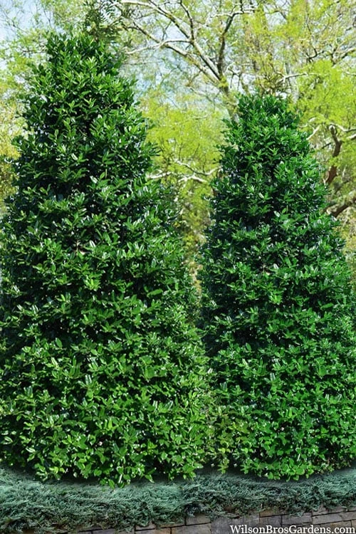 Nellie R. Stevens Holly - 7 Gallon Pot (5-6') 3 Nellie R. Stevens Holly - 7 Gallon Pot (5-6')