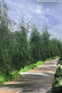 Weeping Yaupon Holly (Ilex Vomitoria 'Pendula') - 7 Gallon Pot (3-4') 12 Weeping Yaupon Holly (Ilex Vomitoria 'Pendula') - 7 Gallon Pot (3-4') -Garden Outdoor Plant Store ilex vomitoria pendula weeping yaupon holly berries 3