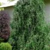 Weeping Yaupon Holly (Ilex Vomitoria 'Pendula') - 7 Gallon Pot (3-4') 2 Weeping Yaupon Holly (Ilex Vomitoria 'Pendula') - 7 Gallon Pot (3-4') -Garden Outdoor Plant Store ilex vomitoria pendula weeping yaupon holly tree 4