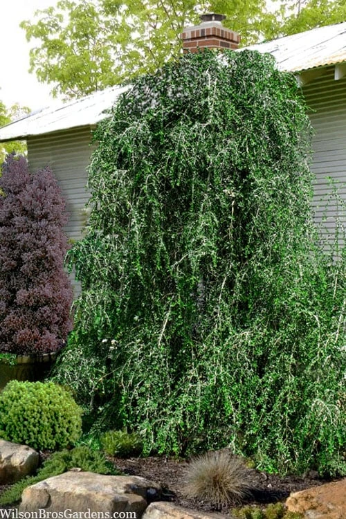 Weeping Yaupon Holly (Ilex Vomitoria 'Pendula') - 7 Gallon Pot (3-4') 3 Weeping Yaupon Holly (Ilex Vomitoria 'Pendula') - 7 Gallon Pot (3-4')