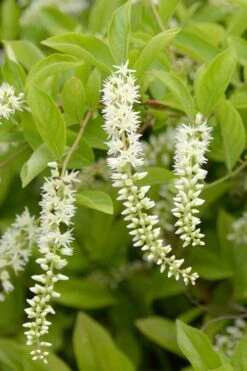 Love Child Sweetspire (Itea) - 3 Gallon Pot 14 Love Child Sweetspire (Itea) - 3 Gallon Pot -Garden Outdoor Plant Store itea virginica love child sweetspire 2