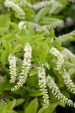 Love Child Sweetspire (Itea) - 3 Gallon Pot 16 Love Child Sweetspire (Itea) - 3 Gallon Pot -Garden Outdoor Plant Store itea virginica love child sweetspire 3