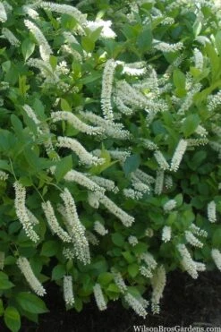 Love Child Sweetspire (Itea) - 3 Gallon Pot