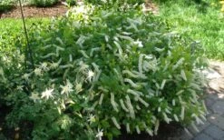 Love Child Sweetspire (Itea) - 3 Gallon Pot 13 Love Child Sweetspire (Itea) - 3 Gallon Pot -Garden Outdoor Plant Store itea virginica love child sweetspire 5