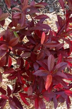 Love Child Sweetspire (Itea) - 3 Gallon Pot 15 Love Child Sweetspire (Itea) - 3 Gallon Pot -Garden Outdoor Plant Store itea virginica love child sweetspire 7