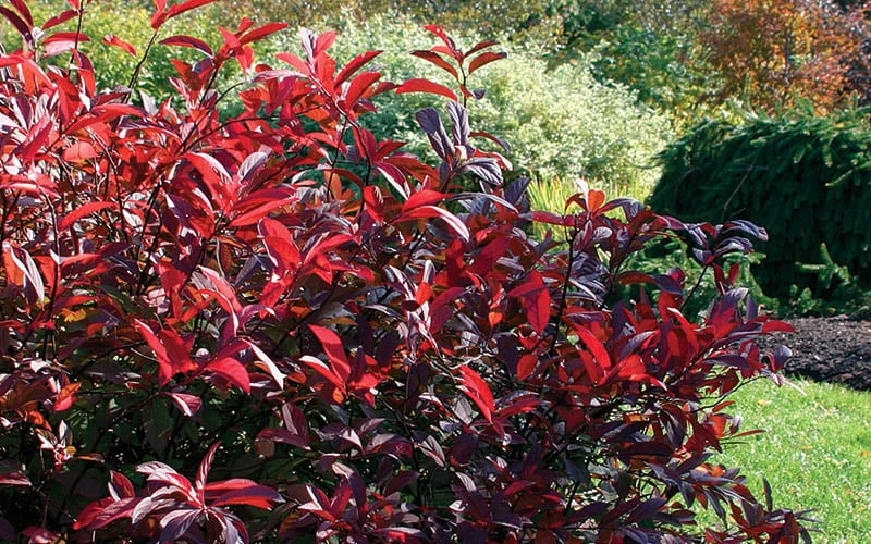 Love Child Sweetspire (Itea) - 3 Gallon Pot 10 Love Child Sweetspire (Itea) - 3 Gallon Pot - Image 8