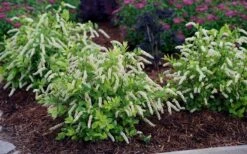 Scentlandia Sweetspire (Itea Virginica) - 3 Gallon Pot -Garden Outdoor Plant Store itea virginica scentlandia virginia sweetspire 5