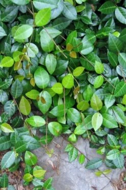 Asian Jasmine - Asiatic Jasmine - 6 Pack Of Pint Pots -Garden Outdoor Plant Store jasmine asian 10