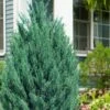Blue Point Juniper - 7 Gallon Pot (3-4') -Garden Outdoor Plant Store juniper blue point 20
