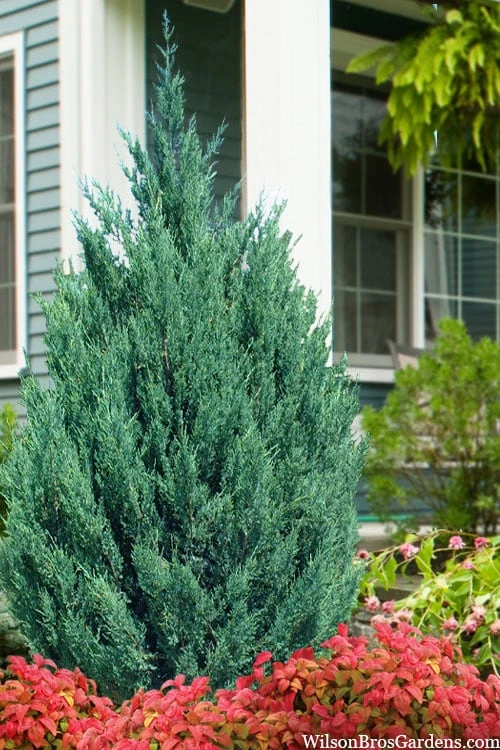 Blue Point Juniper - 7 Gallon Pot (3-4') 3 Blue Point Juniper - 7 Gallon Pot (3-4')