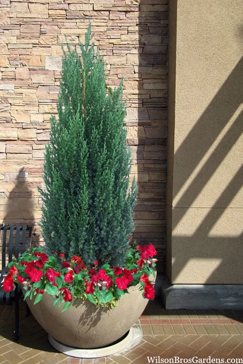 Blue Point Juniper - 7 Gallon Pot (3-4') 6 Blue Point Juniper - 7 Gallon Pot (3-4') - Image 4