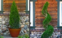 Spartan Juniper - 7 Gallon Pot (3-4') 13 Spartan Juniper - 7 Gallon Pot (3-4') -Garden Outdoor Plant Store juniper20spartan202