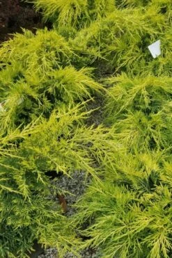 Gold Lace Juniper - 1 Gallon Pot -Garden Outdoor Plant Store juniperus chinensis gold lace juniper 2