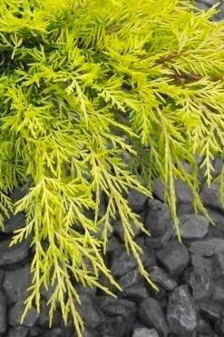 Gold Lace Juniper - 1 Gallon Pot -Garden Outdoor Plant Store juniperus chinensis gold lace juniper 3