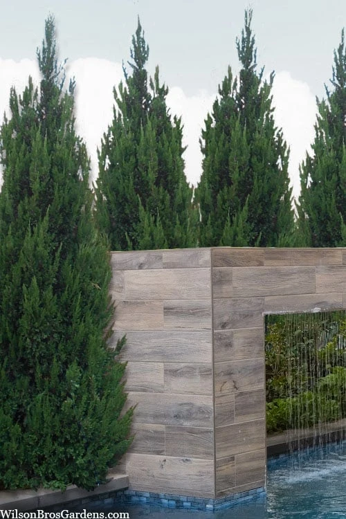 Spartan Juniper - 7 Gallon Pot (3-4') 7 Spartan Juniper - 7 Gallon Pot (3-4') - Image 5