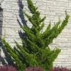 Hollywood Torulosa Juniper - 2 Gallon Pot 1 Hollywood Torulosa Juniper - 2 Gallon Pot -Garden Outdoor Plant Store juniperus chinensis torulosa hollywood 100