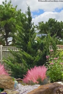 Hollywood Torulosa Juniper - 7 Gallon Pot (4-5') 12 Hollywood Torulosa Juniper - 7 Gallon Pot (4-5') -Garden Outdoor Plant Store juniperus chinensis torulosa hollywood 101 1