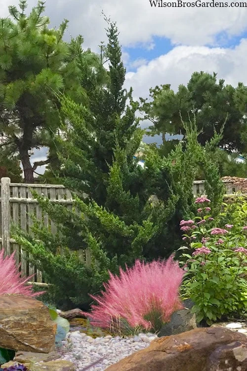 Hollywood Torulosa Juniper - 2 Gallon Pot 10 Hollywood Torulosa Juniper - 2 Gallon Pot - Image 8