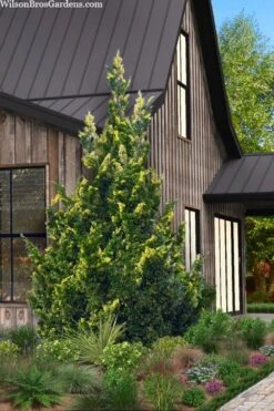 Variegated Hollywood Juniper - 1 Gallon Pot