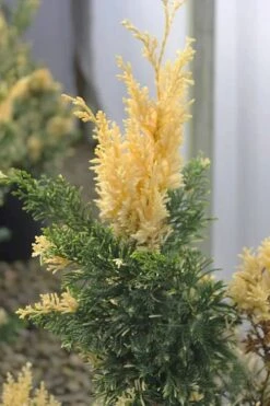 Variegated Hollywood Juniper - 1 Gallon Pot 9 Variegated Hollywood Juniper - 1 Gallon Pot -Garden Outdoor Plant Store juniperus chinensis torulosa variegata 3