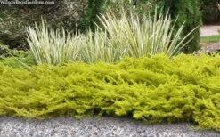 All Gold Golden Pacific Juniper - 2 Gallon Pot -Garden Outdoor Plant Store juniperus conferta all gold pacific shore juniper 21 1