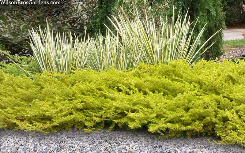 All Gold Golden Pacific Juniper - 1 Gallon Pot 7 All Gold Golden Pacific Juniper - 1 Gallon Pot - Image 5