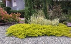 All Gold Golden Pacific Juniper - 2 Gallon Pot -Garden Outdoor Plant Store juniperus conferta all gold pacific shore juniper 22 1