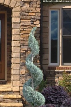 Moonglow Juniper Spiral Topiary - 5 Gallon Pot