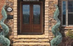 Moonglow Juniper Spiral Topiary - 5 Gallon Pot -Garden Outdoor Plant Store juniperus scopulorum moonglow juniper spiral topiary 6