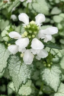 White Nancy Lamium - 5 Pack Of Pint Pots -Garden Outdoor Plant Store lamium maculatam white nancy spotted dead nettle 100