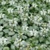 White Nancy Lamium - 5 Pack Of Pint Pots -Garden Outdoor Plant Store lamium maculatam white nancy spotted dead nettle 102