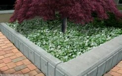 White Nancy Lamium - 5 Pack Of Pint Pots -Garden Outdoor Plant Store lamium maculatam white nancy spotted dead nettle 105