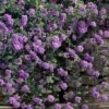 Trailing Lavender Lantana - 1 Gallon Pot 1 Trailing Lavender Lantana - 1 Gallon Pot -Garden Outdoor Plant Store lantana trailing lavender 105