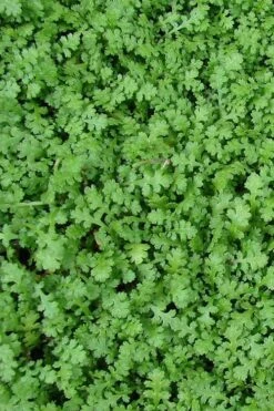 Miniature Brass Buttons Fairy Fern (Leptinella Gruveri) - 6 Pack Of Pint Pots -Garden Outdoor Plant Store leptinella gruveri miniature brass buttons fairy fern 3