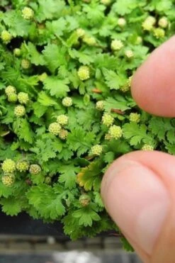 Miniature Brass Buttons Fairy Fern (Leptinella Gruveri) - 6 Pack Of Pint Pots