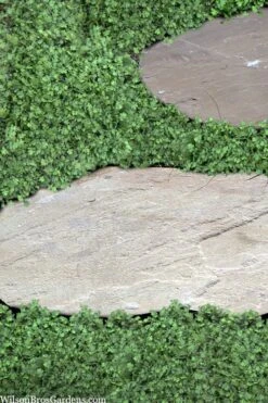 Miniature Brass Buttons Fairy Fern (Leptinella Gruveri) - 6 Pack Of Pint Pots -Garden Outdoor Plant Store leptinella gruveri miniature brass buttons fairy fern 6