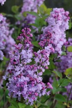 Scentara Double Blue Lilac - 3 Gallon Pot 9 Scentara Double Blue Lilac - 3 Gallon Pot -Garden Outdoor Plant Store lilac scentara double blue 1