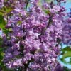 Scentara Double Blue Lilac - 3 Gallon Pot 1 Scentara Double Blue Lilac - 3 Gallon Pot -Garden Outdoor Plant Store lilac scentara double blue 2