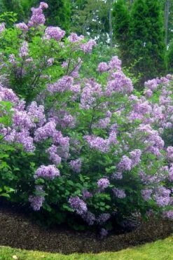 Scentara Double Blue Lilac - 3 Gallon Pot 8 Scentara Double Blue Lilac - 3 Gallon Pot -Garden Outdoor Plant Store lilac scentara double blue 4