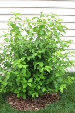 Spicebush (Lindera Benzoin) - 3 Pack Of 1.5 Quart Pots -Garden Outdoor Plant Store lindera benzoin yellow spicebush 11