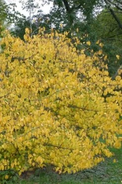Spicebush (Lindera Benzoin) - 3 Pack Of 1.5 Quart Pots -Garden Outdoor Plant Store lindera benzoin yellow spicebush 21
