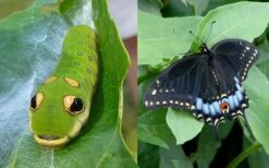 Spicebush (Lindera Benzoin) - 3 Pack Of 1.5 Quart Pots -Garden Outdoor Plant Store lindera benzoin yellow spicebush 23