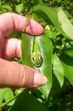 Spicebush (Lindera Benzoin) - 3 Pack Of 1.5 Quart Pots -Garden Outdoor Plant Store lindera benzoin yellow spicebush 7